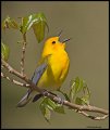 _4SB1441 prothonotary warbler